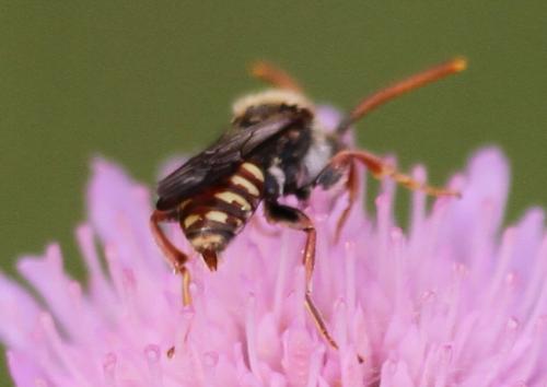 Réf. 199 556 : Nomada armata